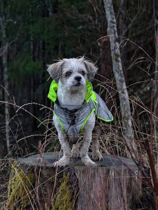 Hund - Lhasa apso renrasig 