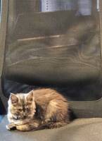 Kattunge født 1.oktober 2025.