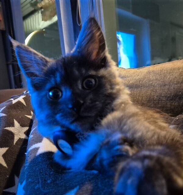 Katt - Kattunge født 1.oktober 2025. 