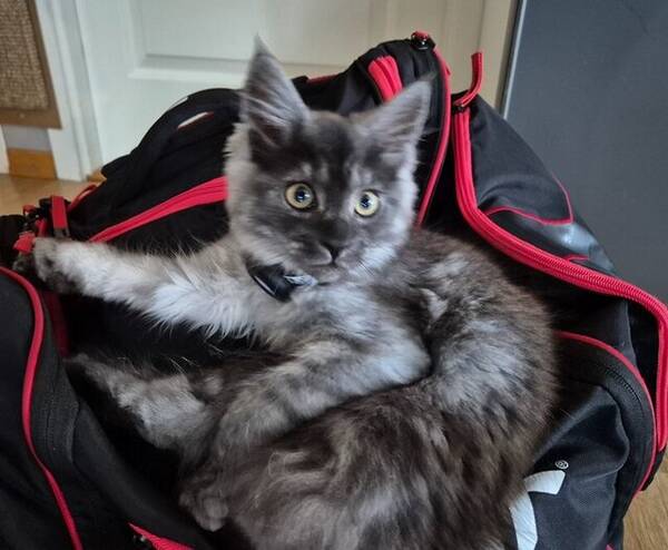 Katt - Kattunge født 1.oktober 2025. 