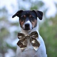 Dansk-svensk gårdshund Finley