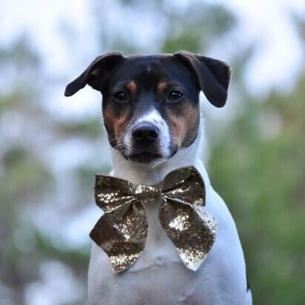 Hund - Dansk-svensk gårdshund Finley