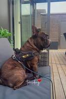 Fransk Bulldog, Milo 