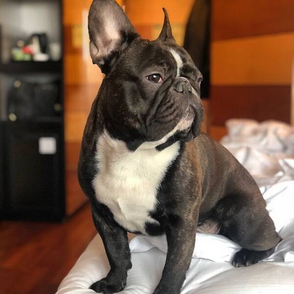Hund - Fransk Bulldog, Milo 