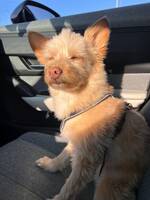 Verdens vakreste hund