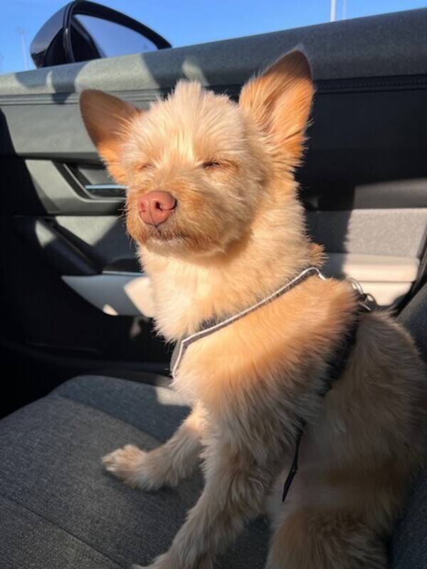 Hund - Verdens vakreste hund