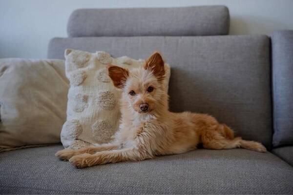 Hund - Verdens vakreste hund