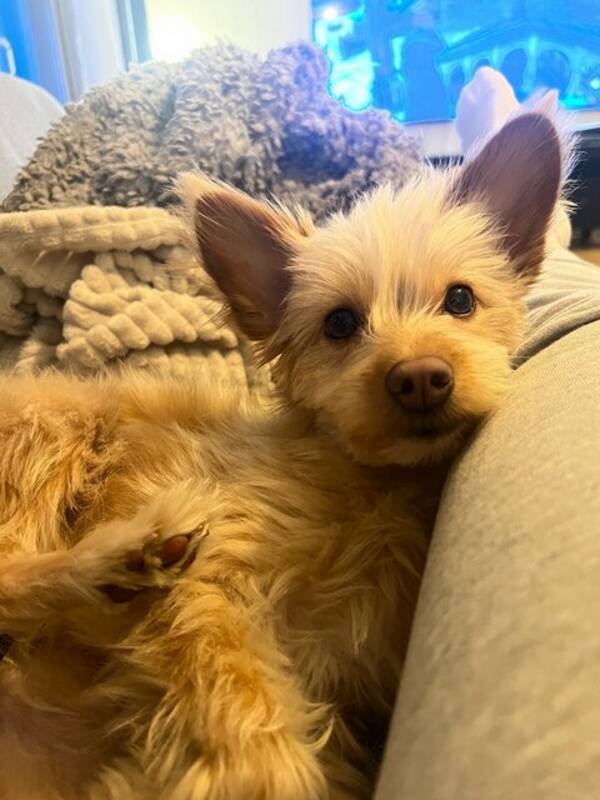 Hund - Verdens vakreste hund