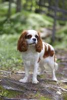 Cavalier King Charles spaniel