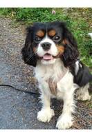 Cavalier King Charles spaniel