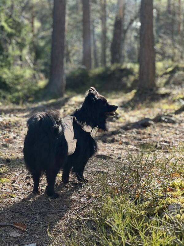 Hund - Spetsen Dolly