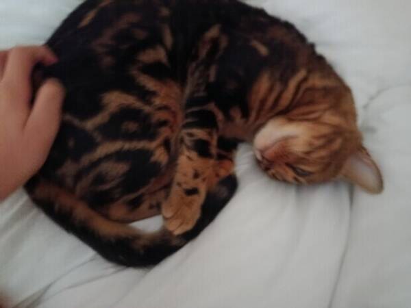 Katt - Det är en Bengal som heter Vilda!