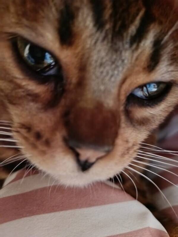 Katt - Det är en Bengal som heter Vilda!