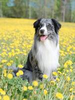 Australian sheperden Blues