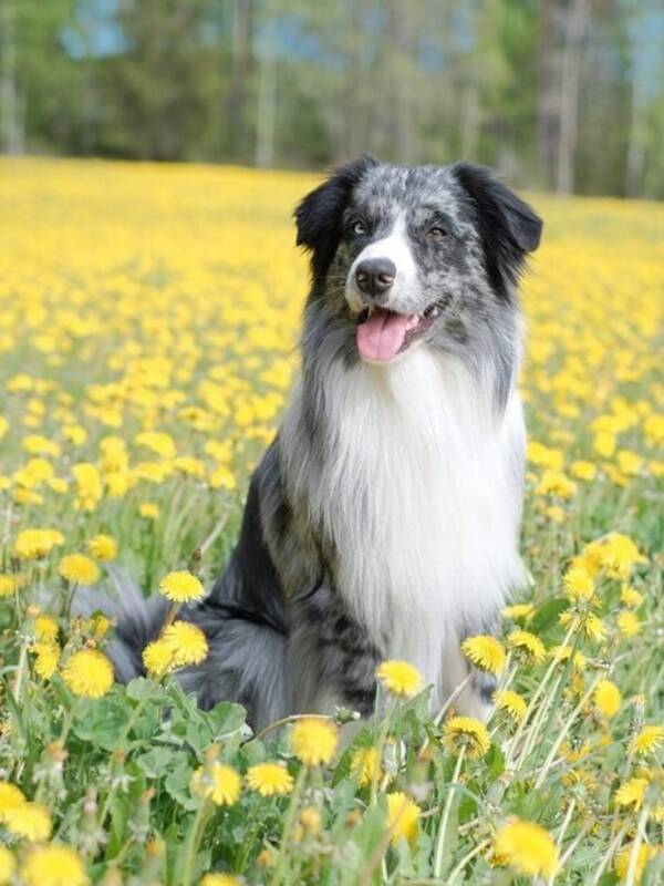 Hund - Australian sheperden Blues