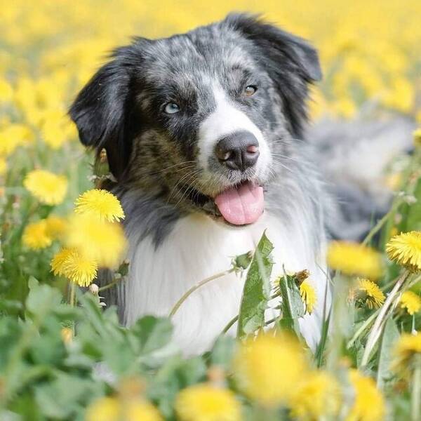 Hund - Australian sheperden Blues