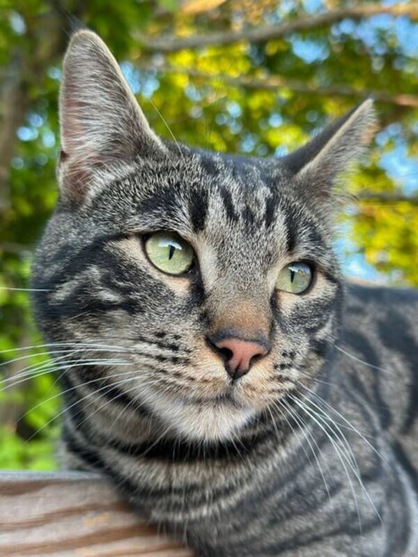 Katt - Halv bengal-Ceasar