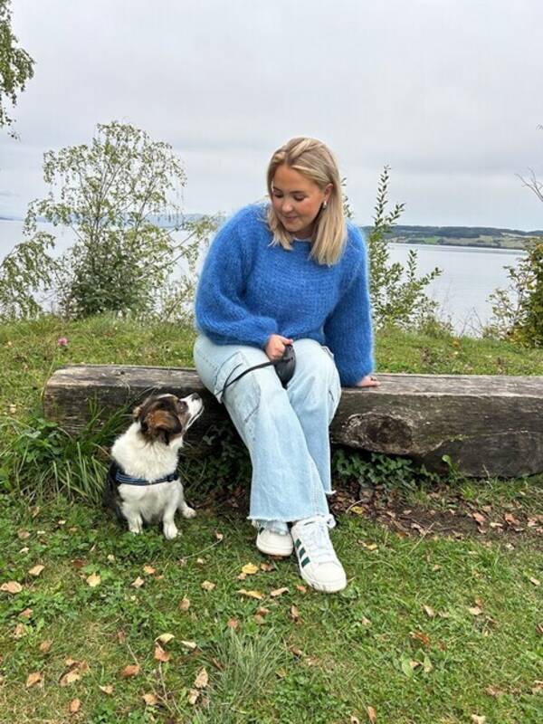 Hund - Shih Tzu, bichon havanais,  cocker spani