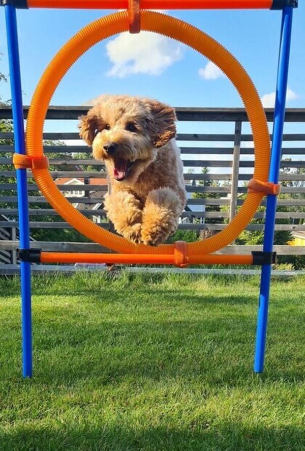 Hund - Labradoodle medium