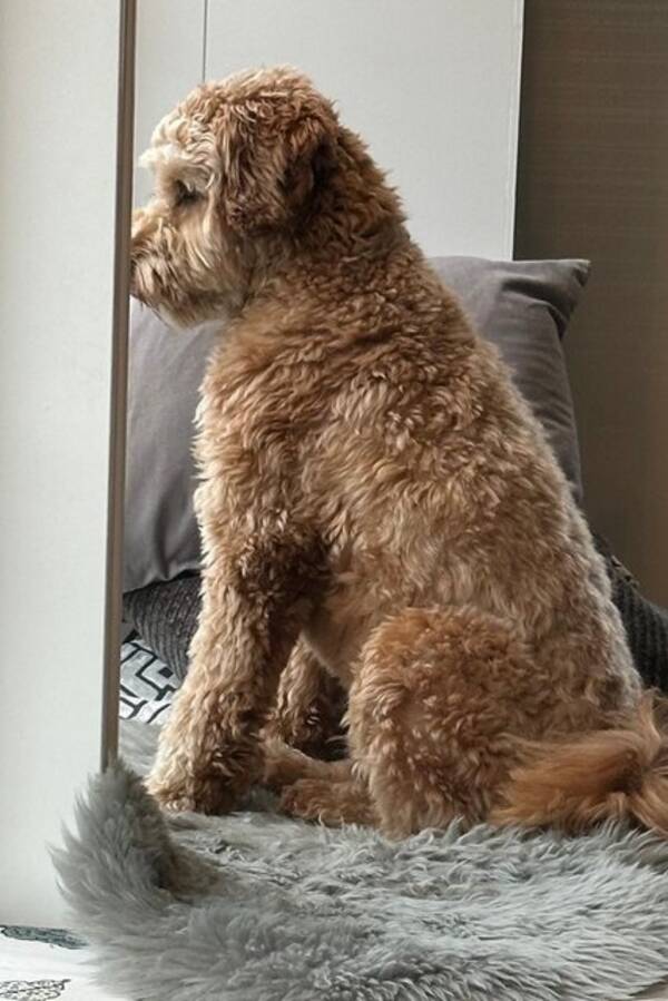 Hund - Labradoodle medium