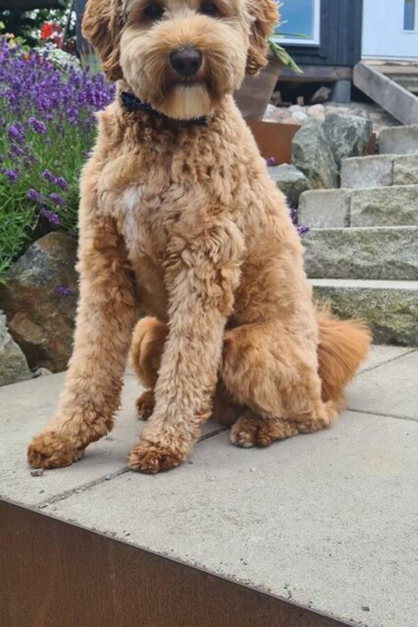 Hund - Labradoodle medium