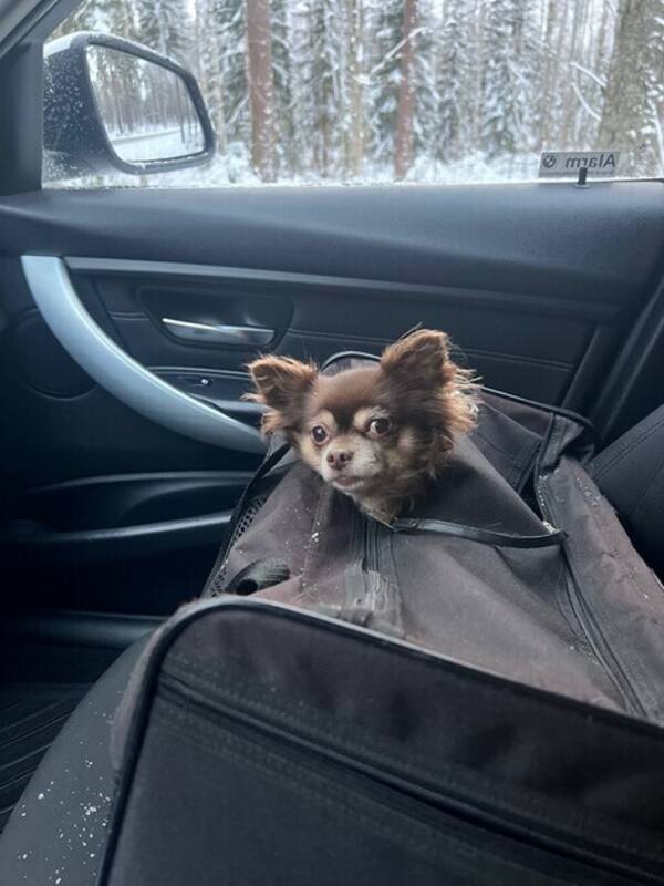 Hund - Brun långhårig chihuahua