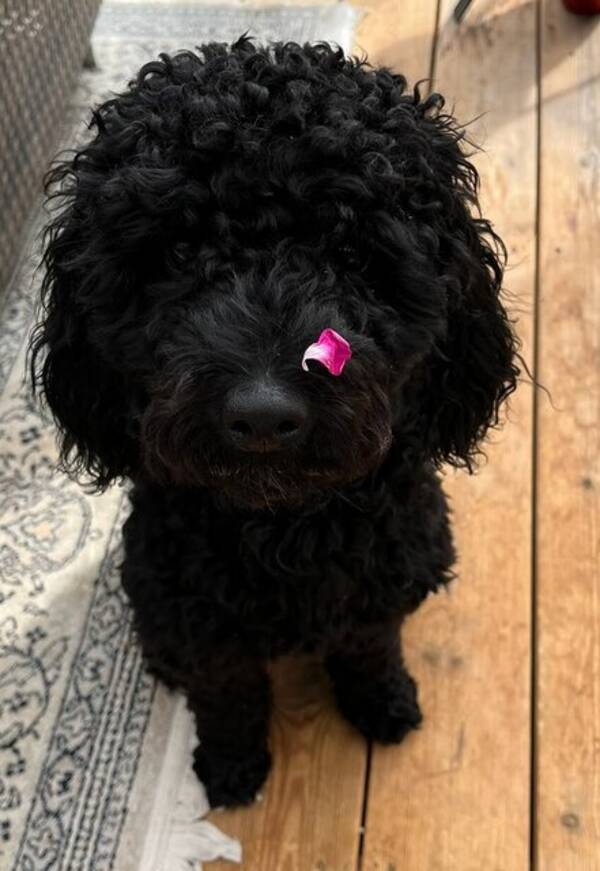 Hund - Pudeln Bennie