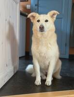 Rescue dog från Rumänien.