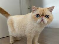 Det här är min katt Munken.