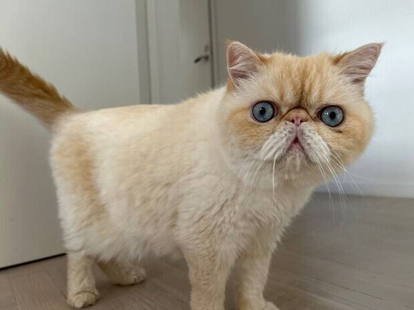 Katt - Det här är min katt Munken.