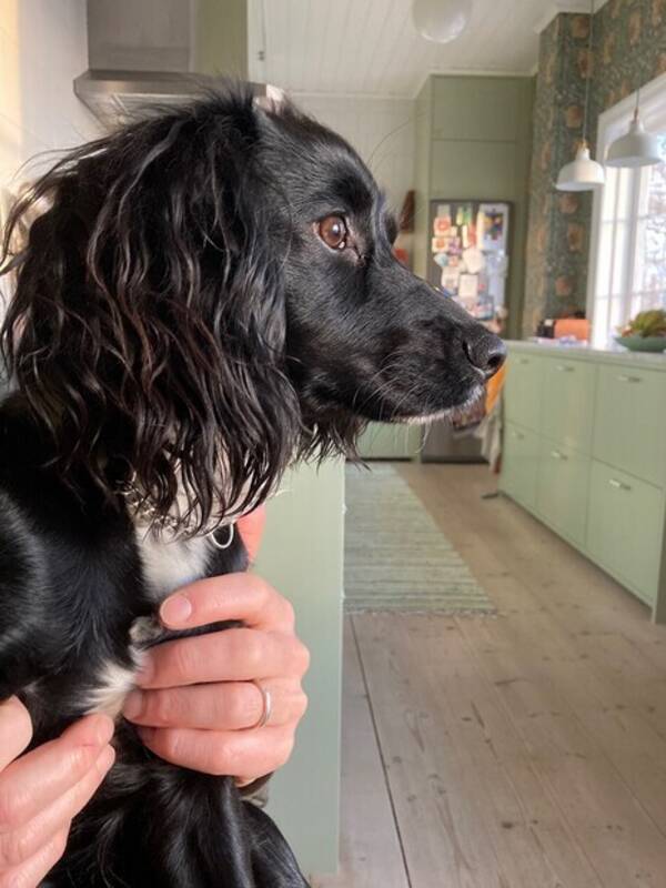 Hund - Jakt cocker spaniel 