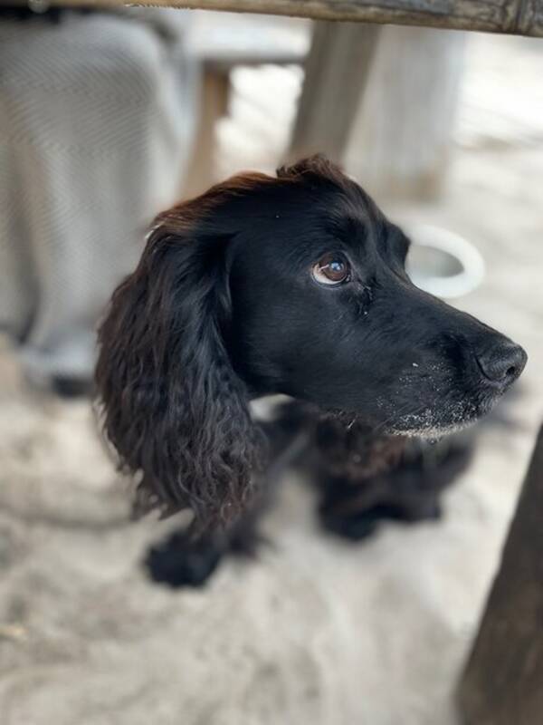 Hund - Jakt cocker spaniel 