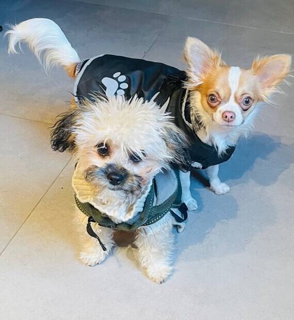 Hund - Supersköna7 månaders tjejer