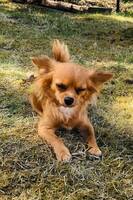 Lexie mother to Gizmo -Gittan