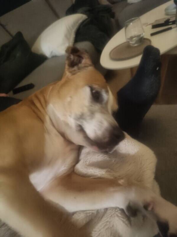 Hund - Nova Ellie mily