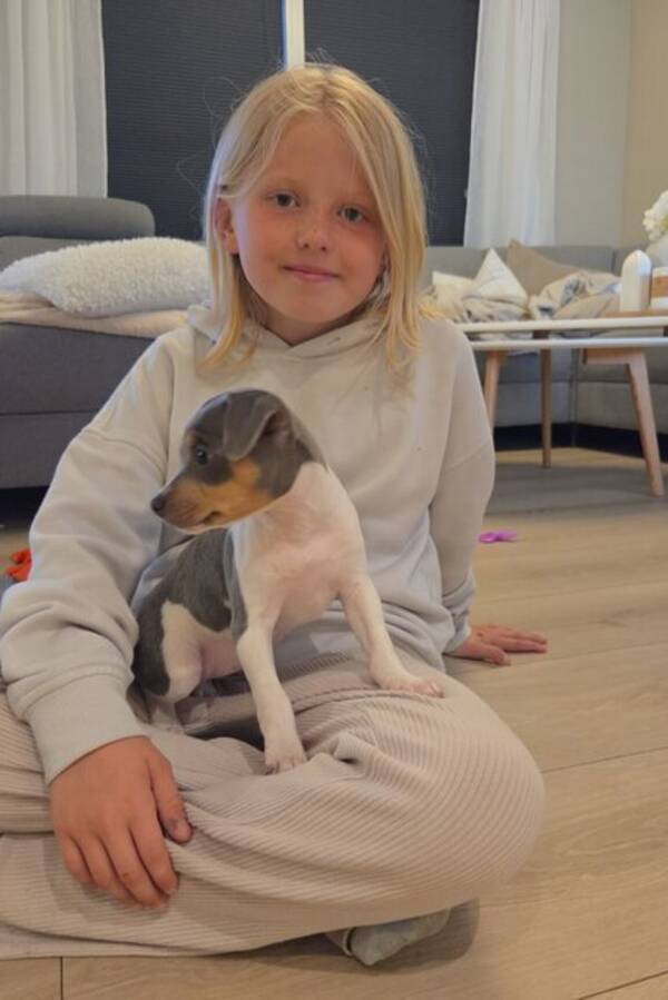 Hund - Nova Ellie mily