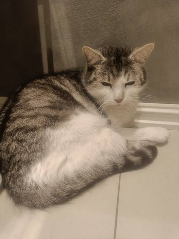 Hund - Nova Ellie mily