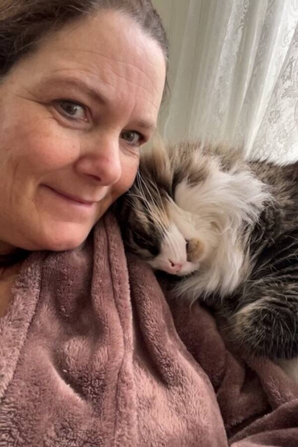 Katt - Felix - skogskatt