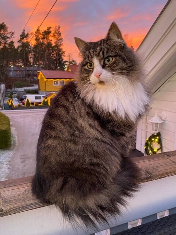 Katt - Felix - skogskatt