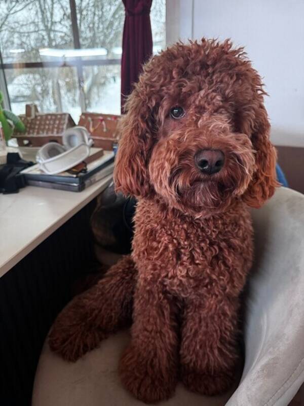 Hund - Labradoodle Bubben 