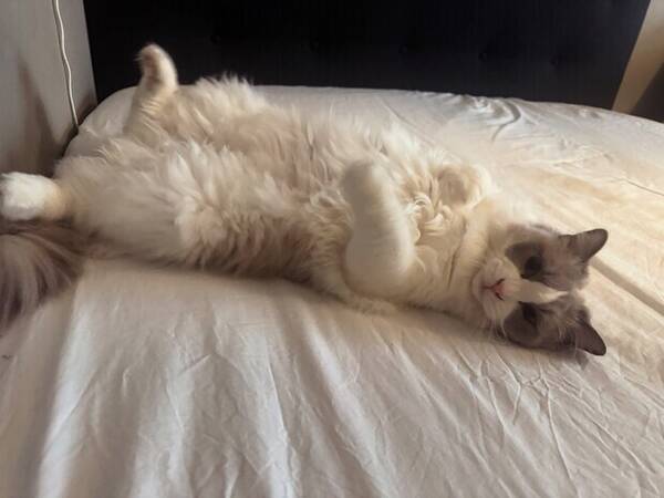 Katt - Raggdoll Julius