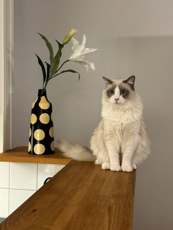 Katt - Raggdoll Julius