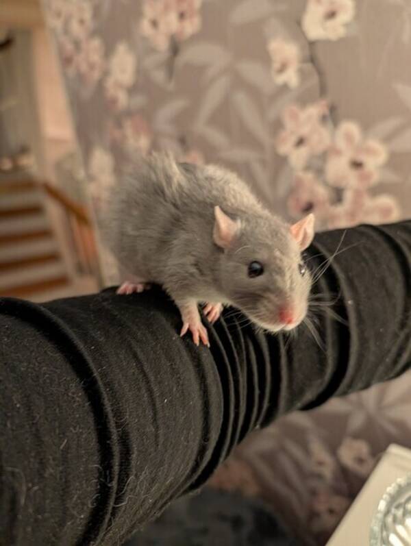 Övrigt - Tamråttor