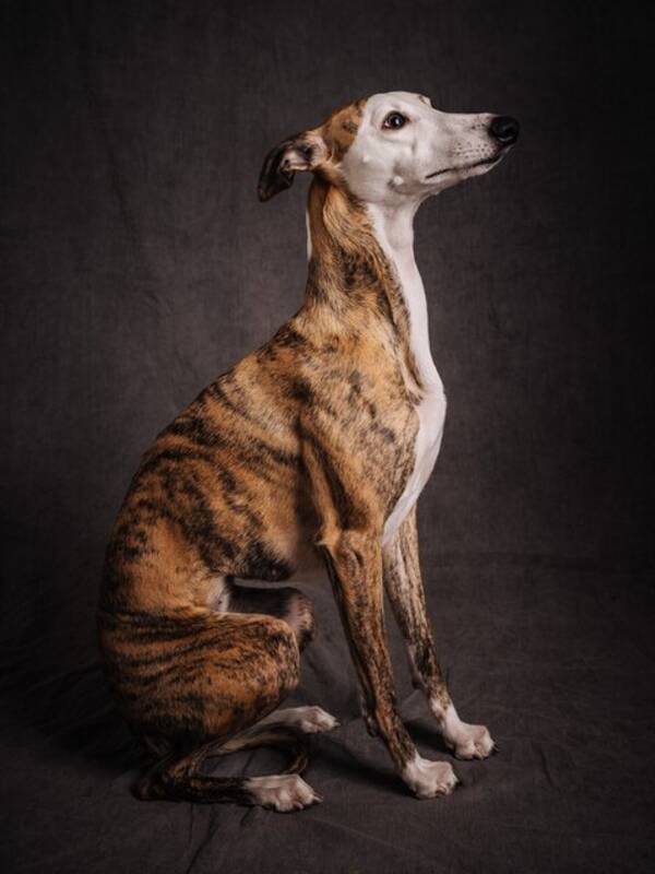 Hund - Whippeten Lucy