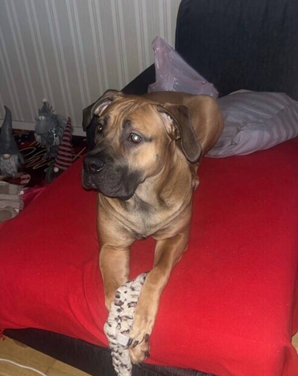 Hund - Cookie. Boerboel 