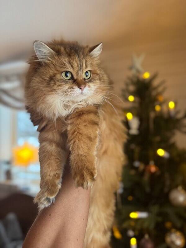 Katt - Sibirisk Black Golden