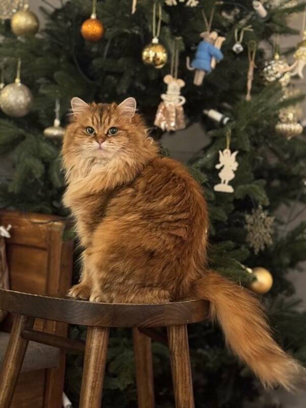 Katt - Sibirisk Black Golden