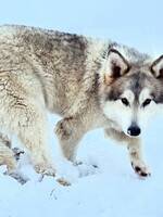 Blandras American Wolfdog/Alaskan Malamu Blandras American Wolfdog/Alaskan Malamu