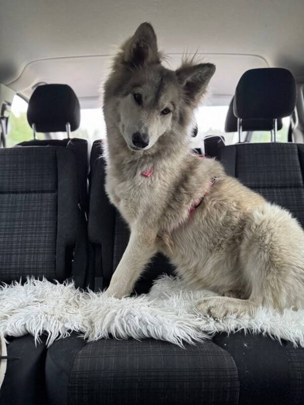 Hund - Blandras American Wolfdog/Alaskan Malamu