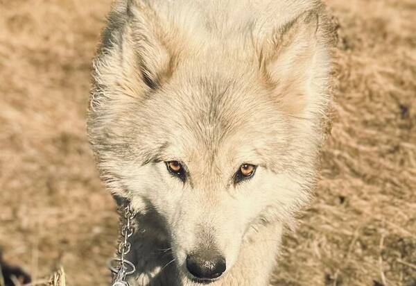 Hund - Blandras American Wolfdog/Alaskan Malamu